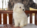 Puli puppy for sale