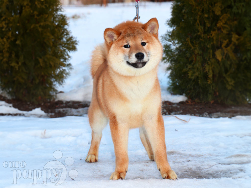 Shiba inu clearance puppy kaufen