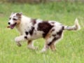 Australian Shepherd welpen kaufen