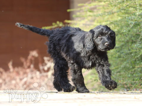 Portuguese Water Dog puppy for sale