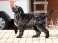 Portugiesischer Wasserhund welpen kaufen