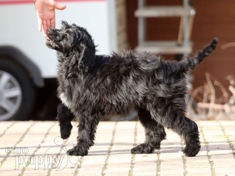 Portugiesischer Wasserhund welpen kaufen