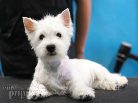 West Highland White Terrier cachorro en venta