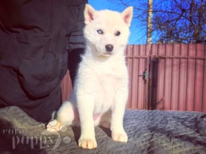 Husky Siberiano cachorro en venta