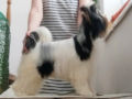 Biewer Terrier welpen kaufen