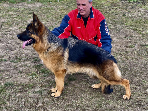 Deutscher Schäferhund welpen kaufen