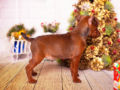 Pinscher Miniatura cachorro en venta