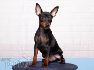 Blue miniature pinscher hot sale puppies for sale