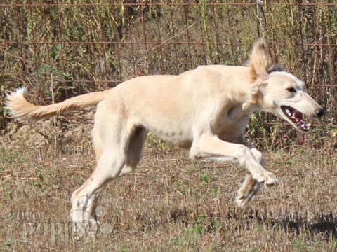 Saluki 2024 for sale