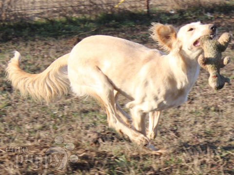 Saluki lurcher cheap for sale