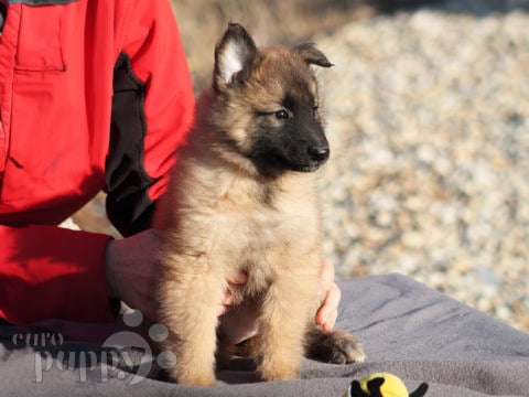 Belgian Tervuren puppy for sale