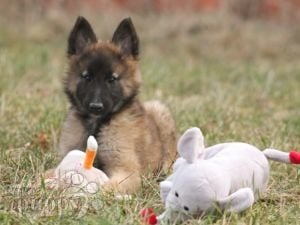 Tervuren cane sales