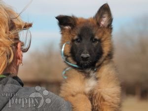 Tervuren dog hot sale for sale