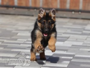 Original german shepherd puppy 2024 price