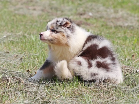 Australian Shepherd puppy for sale