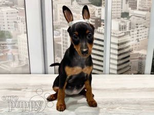 Miniature dobermans hotsell for sale