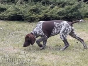 German shorthaired puppies on sale for sale