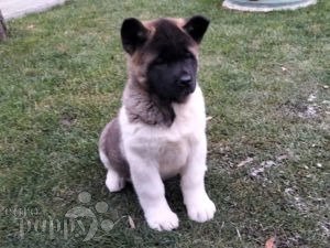 Chinese sale akita puppies