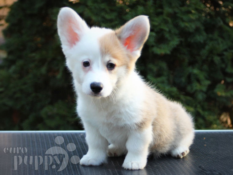 Buy a Puppy or a Dog Online safely from Euro Puppy