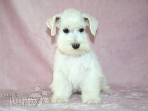 Dog schnauzer miniature for hot sale sale