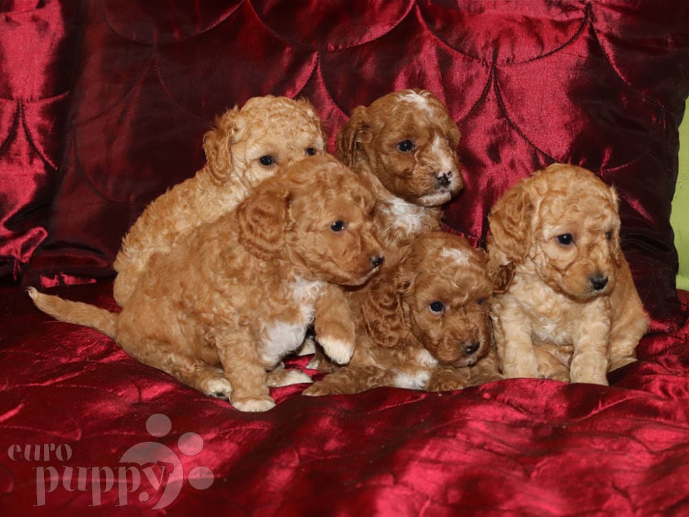 Apricot miniature poodle clearance puppies for sale