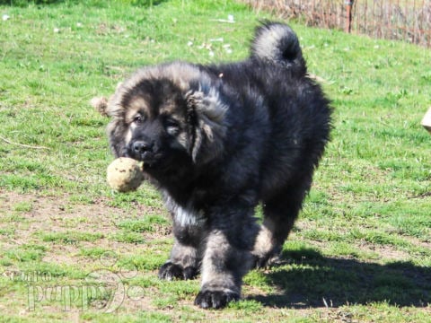 Caucasian Mountain Dog puppy for sale