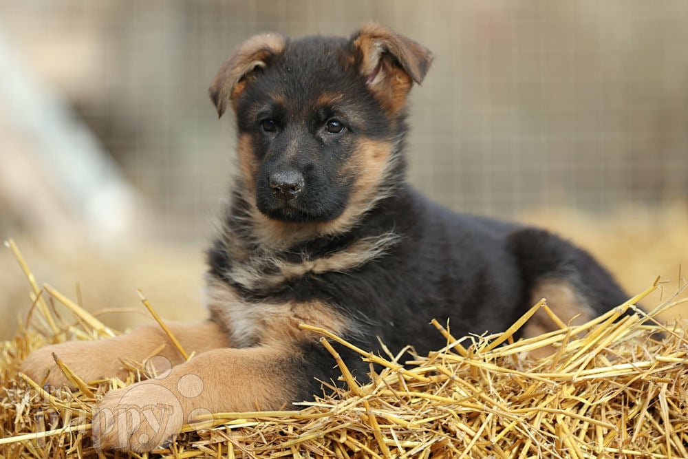 Hungarian german best sale shepherd breeders