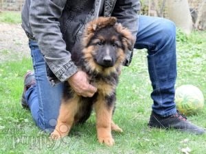 Deutscher Schäferhund welpen kaufen