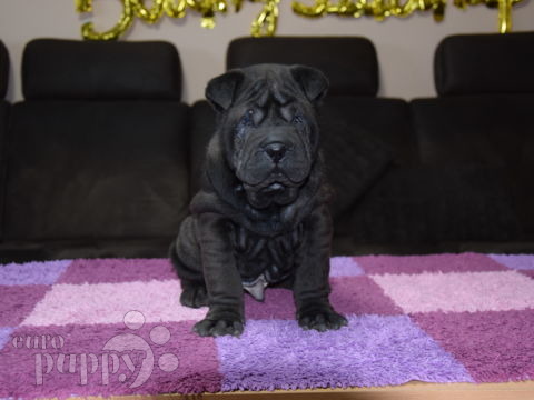 Shar-Pei puppy for sale