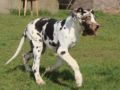 Great Dane puppy for sale