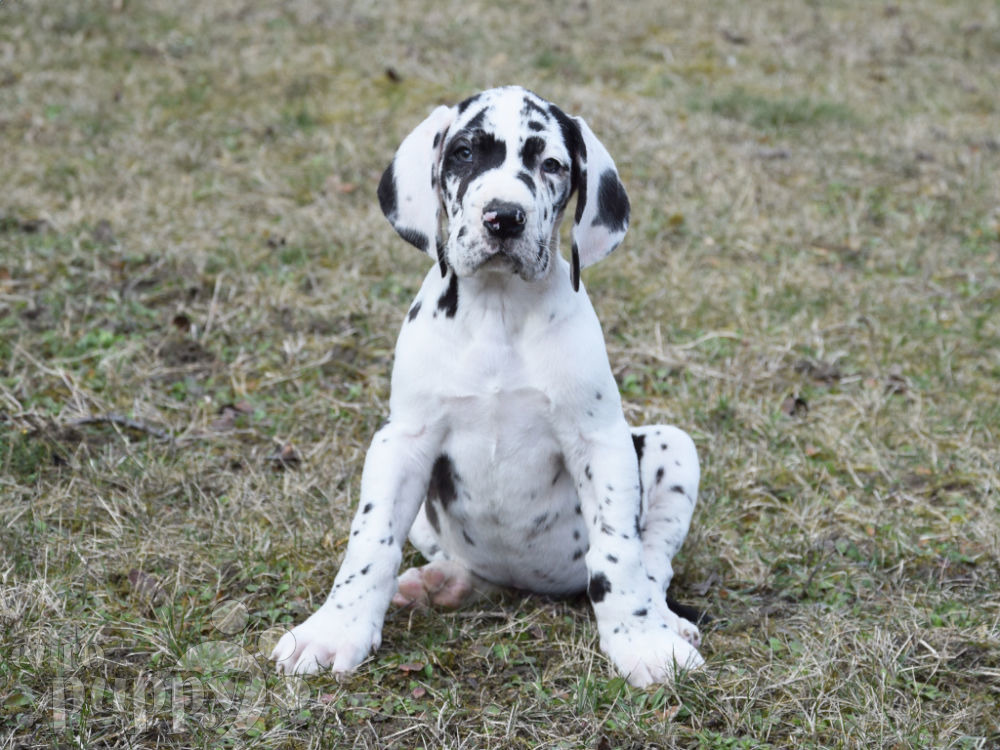 Bull arab x great store dane puppies for sale