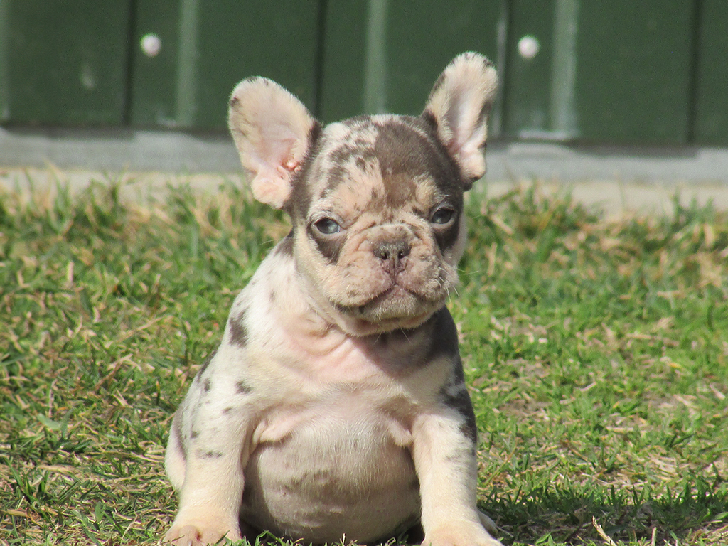 Antoine - French Bulldog Puppy for sale | Euro Puppy