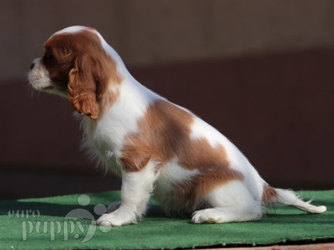 Cavalier King Charles Spaniel puppy for sale