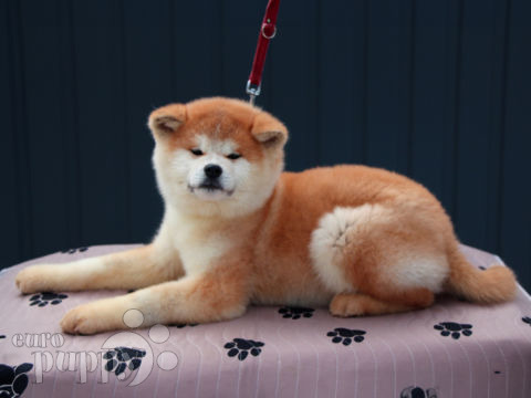 Akita Inu cachorro en venta