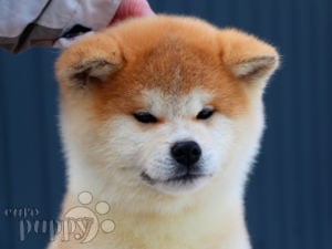 Akita Inu cachorro en venta