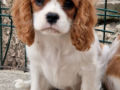 Cavalier King Charles Spaniel puppy for sale