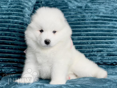 Samoyed puppy for sale