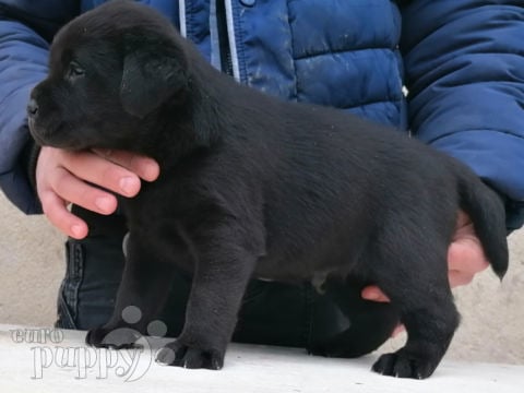 Labrador Retriever welpen kaufen