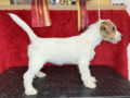 Jack Russell Terrier cachorro en venta
