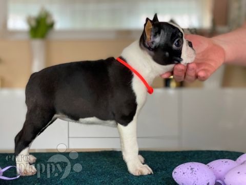 Boston Terrier cachorro en venta