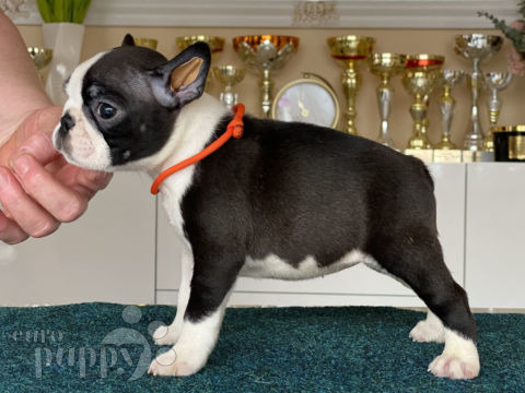 Boston Terrier cachorro en venta
