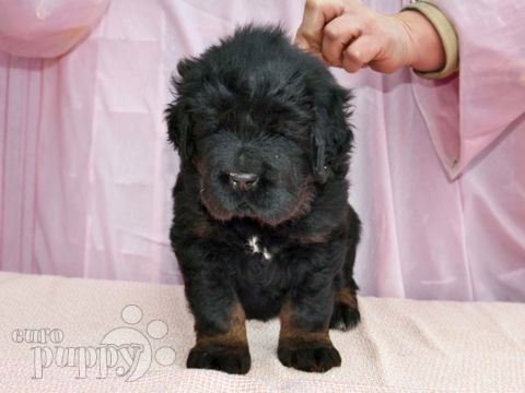 Tibetan Mastiff puppy for sale