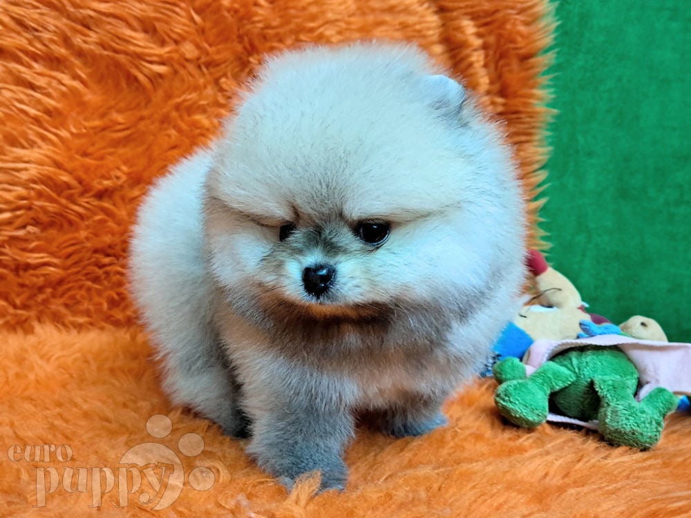 Pomeranian dog clearance seller near me