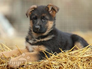 Jarman dog hot sale puppy price