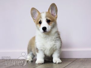 Mini corgi sales puppies for sale