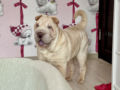 Shar-Pei puppy for sale