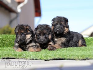 Small german shepherd puppies best sale for sale