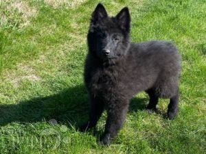 Groenandael Belgian Shepherd puppy for sale