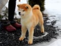 Akita Inu puppy for sale