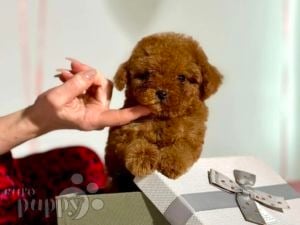 Jual store mini poodle